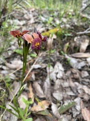 Diuris longifolia