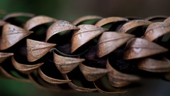Araucaria