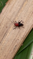 Conocephalus melaenus