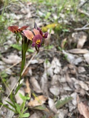 Diuris longifolia