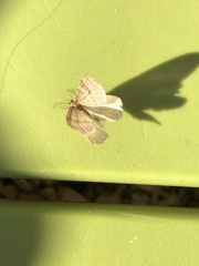 Larentiinae