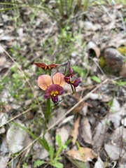 Diuris longifolia