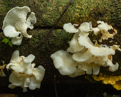 Favolus brasiliensis