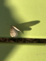 Larentiinae