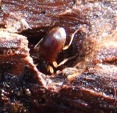 Oxypselaphus obscurus
