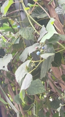 Ampelopsis glandulosa hancei