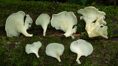 Favolus brasiliensis