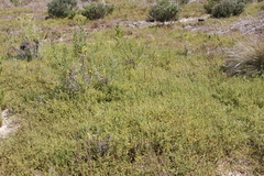 Aspalathus divaricata divaricata