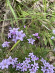 Philotheca spicata