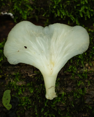 Favolus brasiliensis