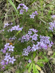 Philotheca spicata