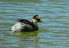 Podiceps occipitalis
