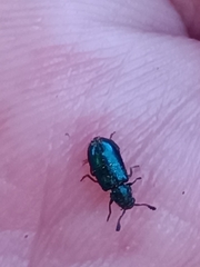 Necrobia violacea