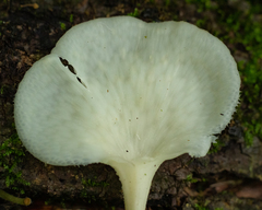 Favolus brasiliensis