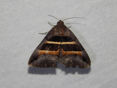 Grammodes congenita