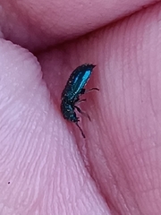 Necrobia violacea