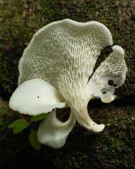 Favolus brasiliensis