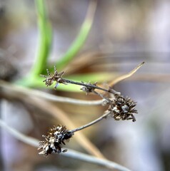 Scirpus hattorianus