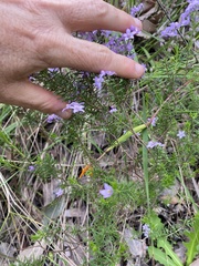 Philotheca spicata