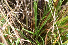 Carex cristatella