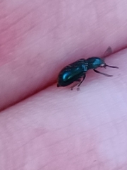 Necrobia violacea