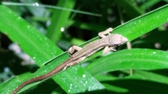 Takydromus kuehnei