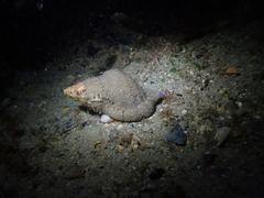 Ranella australasia