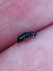 Necrobia violacea