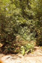 Platylophus trifoliatus