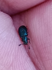 Necrobia violacea