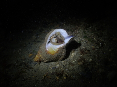 Ranella australasia