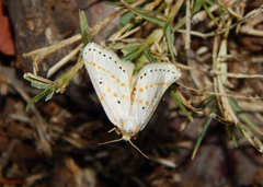 Lacipa gracilis