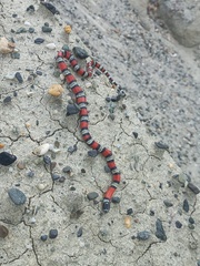 Lampropeltis micropholis