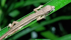 Takydromus kuehnei