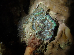 Australophyllia wilsoni