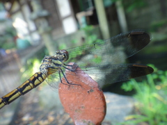 Sympetrum infuscatum