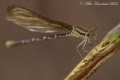 Argia sedula