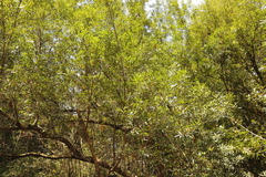 Platylophus trifoliatus