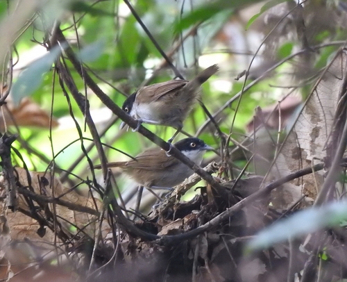Dark-fronted Babbler (Dumetia atriceps), photo 7