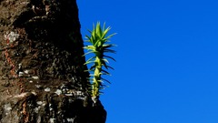 Araucaria