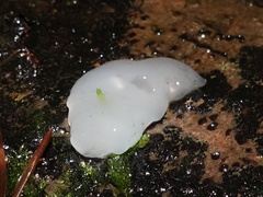 Exidia thuretiana