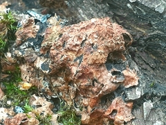 Stereum rugosum