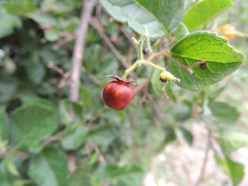 Anacua