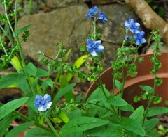 Anchusa officinalis