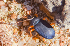Chlaenius laticollis