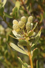 Leucadendron muirii