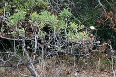 Protea caffra caffra