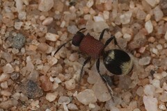 Ronisia