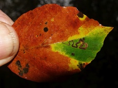 Stigmella tityrella