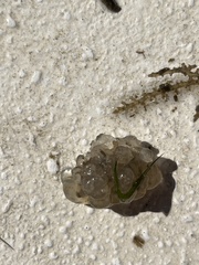 Aplidium stellatum